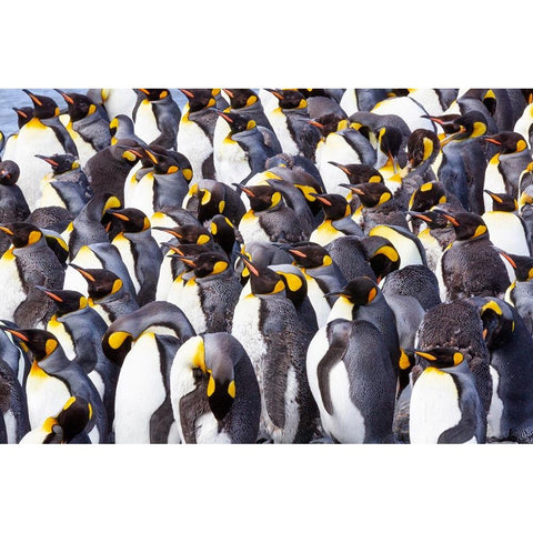 Southern Ocean-South Georgia-View of a group of molting adults Gold Ornate Wood Framed Art Print with Double Matting by Goff, Ellen B.