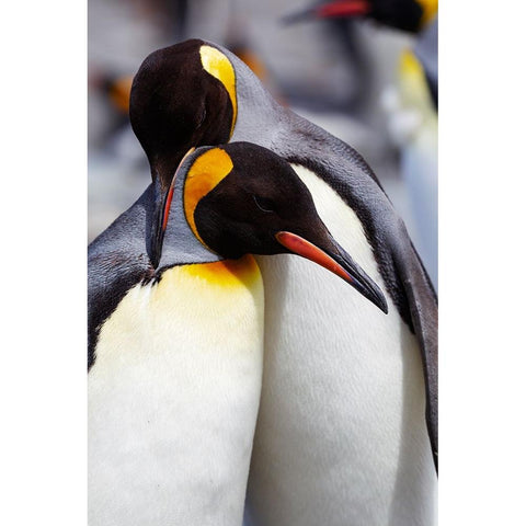 Southern Ocean-South Georgia-Portrait of two adults exhibiting courting behavior Black Modern Wood Framed Art Print by Goff, Ellen B.