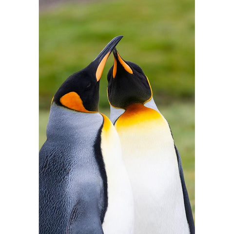 Southern Ocean-South Georgia-Portrait of two courting king penguins White Modern Wood Framed Art Print by Goff, Ellen B.