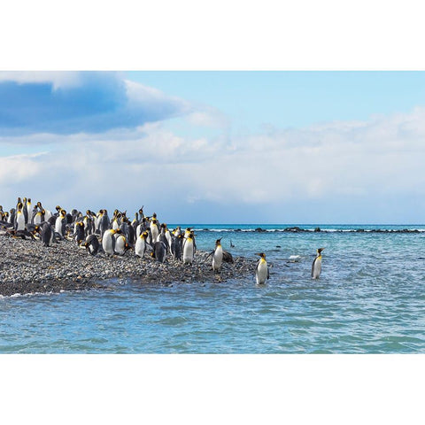 King penguins on the beach-Gold Harbour-South Georgia-Antarctica Black Modern Wood Framed Art Print by Su, Keren