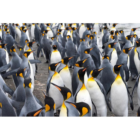 King penguins on the beach-St-Andrews Bay-South Georgia-Antarctica Black Modern Wood Framed Art Print by Su, Keren