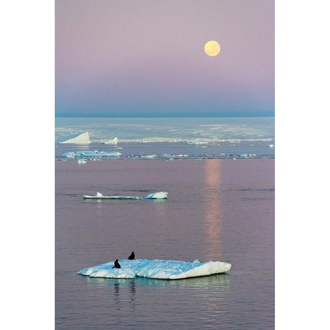 Moon over Antarctic Fur Seal on floating ice in South Atlantic Ocean-Antarctica Black Modern Wood Framed Art Print by Su, Keren