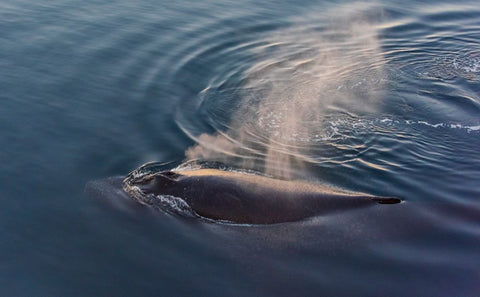 Whale in South Atlantic Ocean-Antarctica White Modern Wood Framed Art Print with Double Matting by Su, Keren