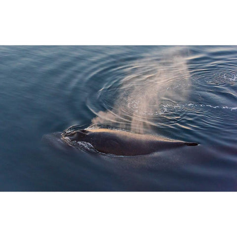 Whale in South Atlantic Ocean-Antarctica Black Modern Wood Framed Art Print by Su, Keren