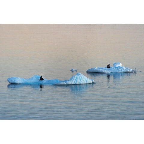 Antarctic Fur Seal on floating ice in South Atlantic Ocean-Antarctica Black Modern Wood Framed Art Print by Su, Keren