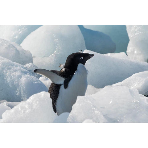 Adelie penguin on ice covered beach-Pleneau and Petermann Islands-South Atlantic Ocean-Antarctica Black Modern Wood Framed Art Print with Double Matting by Su, Keren