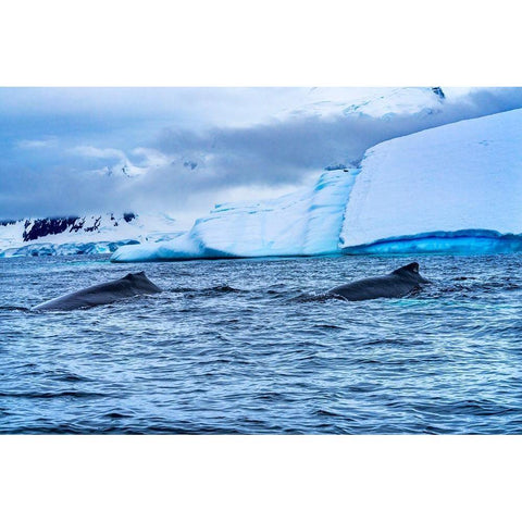 Two Humpback Baleen Whales Chasing Krill blue iceberg Floating sea water Charlotte Bay-Antarctica White Modern Wood Framed Art Print by Perry, William