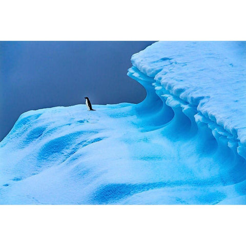 Adelie Penguin blue iceberg Charlotte Bay-Antarctica  White Modern Wood Framed Art Print by Perry, William