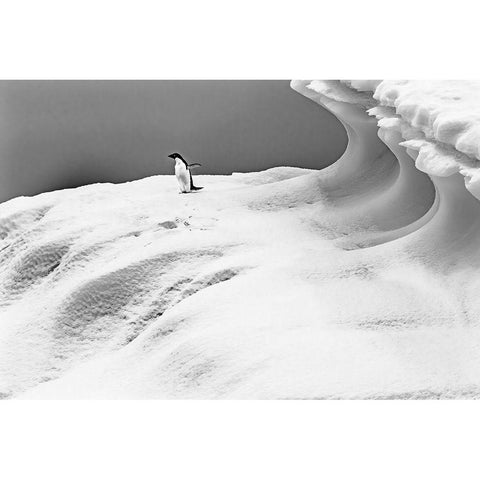 Adelie Penguin blue iceberg Charlotte Bay-Antarctica  Black Modern Wood Framed Art Print with Double Matting by Perry, William