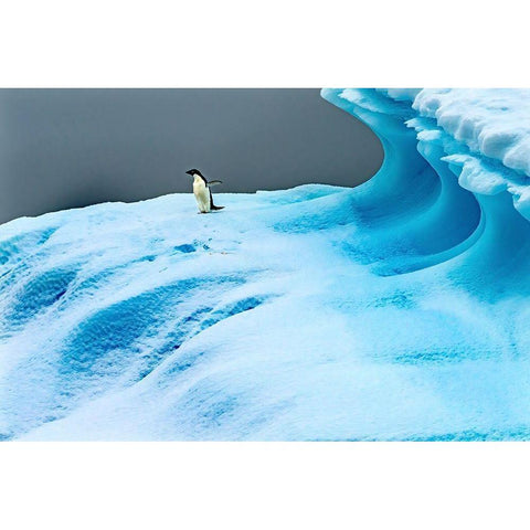 Adelie Penguin blue iceberg Charlotte Bay-Antarctica  Black Modern Wood Framed Art Print by Perry, William