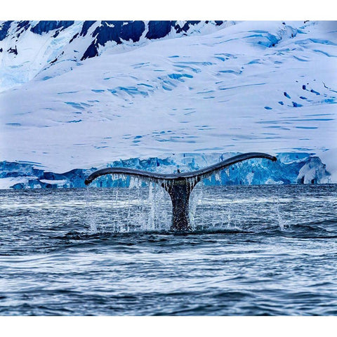 Humpback Baleen Whale Tail Chasing Krill blue Charlotte Bay-Antarctica Black Modern Wood Framed Art Print by Perry, William