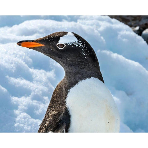 Gentoo penguin Snow Highway Rookery-Damoy Point-Antarctic Peninsula-Antarctica Black Modern Wood Framed Art Print by Perry, William