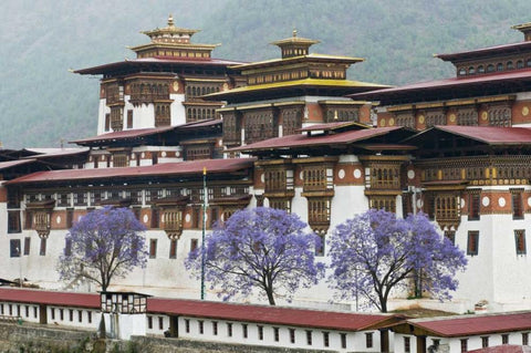 Bhutan Punakha Dzong palace with jacaranda Black Ornate Wood Framed Art Print with Double Matting by Kirkland, Dennis