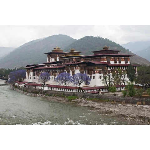 Bhutan Punakha Dzong palace with jacaranda White Modern Wood Framed Art Print by Kirkland, Dennis