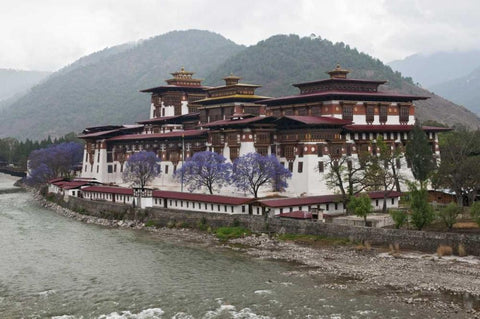 Bhutan Punakha Dzong palace with jacaranda White Modern Wood Framed Art Print with Double Matting by Kirkland, Dennis