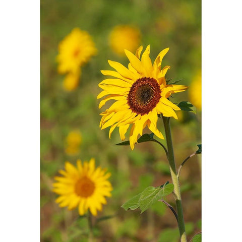 Myanmar-Inle Lake-Sunflowers Black Modern Wood Framed Art Print by Haseltine, Tom