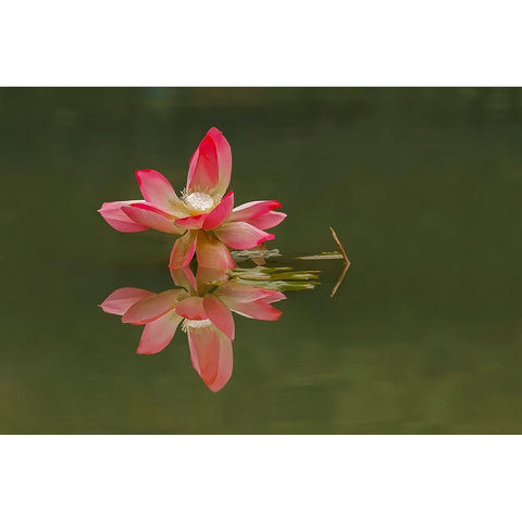 Pink lotus flower and reflection-China White Modern Wood Framed Art Print by Jones, Adam