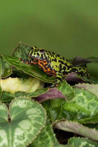 China Close-up of fire-bellied toad Black Ornate Wood Framed Art Print with Double Matting by Flaherty, Dennis