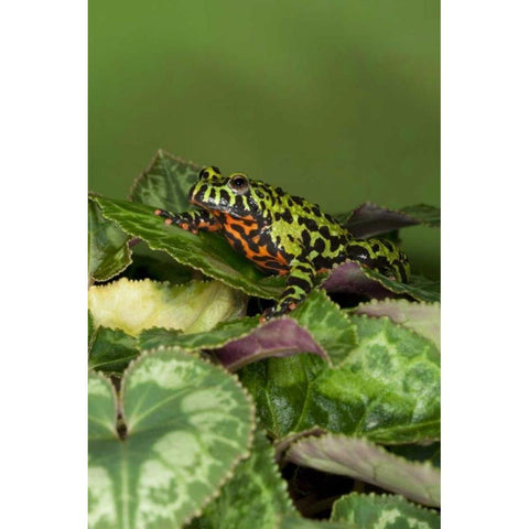 China Close-up of fire-bellied toad Black Modern Wood Framed Art Print by Flaherty, Dennis