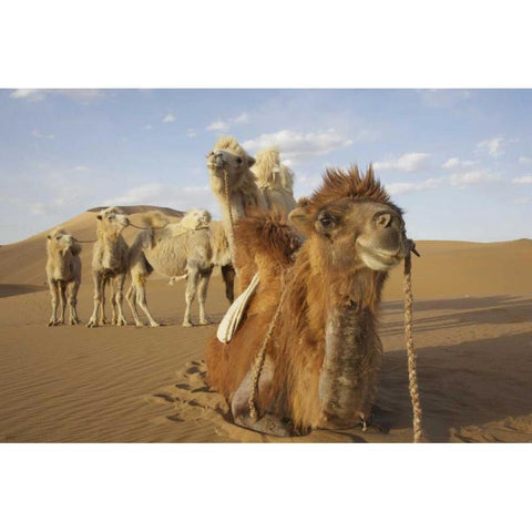 China, Badain Jaran Desert Caravan camels White Modern Wood Framed Art Print by Anon, Ellen