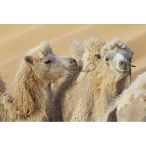 China, Badain Jaran Desert Camels in a convoy Black Modern Wood Framed Art Print by Anon, Josh