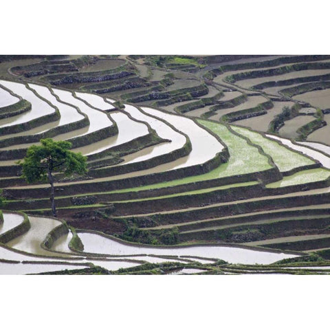 China, Yuanyang Lone tree on rice terraces Black Modern Wood Framed Art Print with Double Matting by Anon, Josh