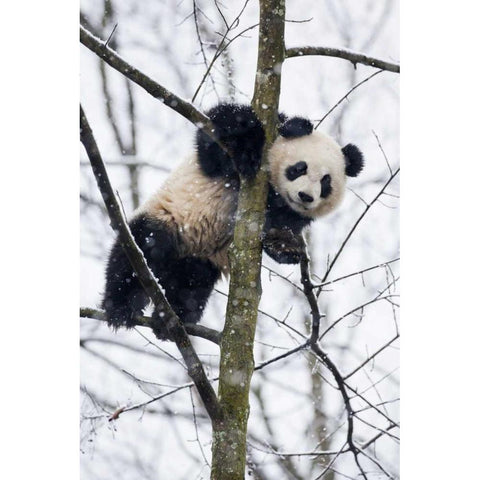 China, Chengdu Baby giant panda in tree Black Modern Wood Framed Art Print by Zuckerman, Jim