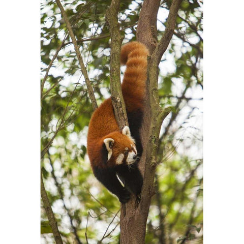 China, Chengdu, Wolong Reserve Lesser panda Black Modern Wood Framed Art Print by Zuckerman, Jim