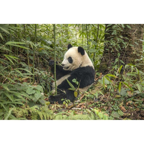 China, Chengdu Young giant panda eating Black Modern Wood Framed Art Print by Zuckerman, Jim