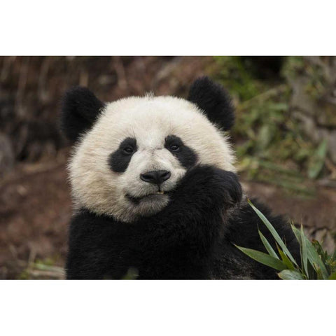 China, Chengdu Panda Base Young giant panda Black Modern Wood Framed Art Print by Zuckerman, Jim