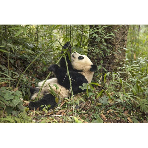 China, Chengdu Young giant panda eating Black Modern Wood Framed Art Print by Zuckerman, Jim