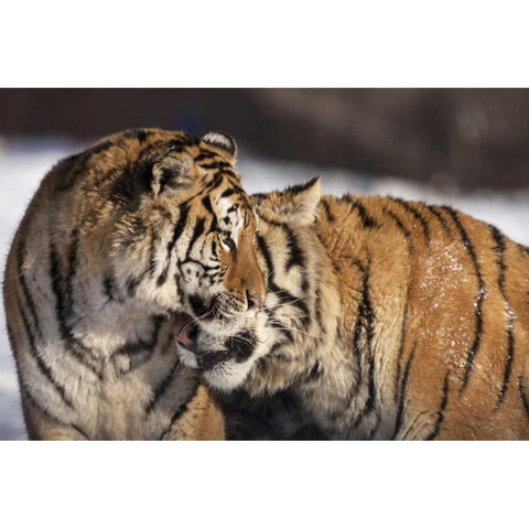 China, Harbin Affectionate Siberian tigers Black Modern Wood Framed Art Print by Zuckerman, Jim