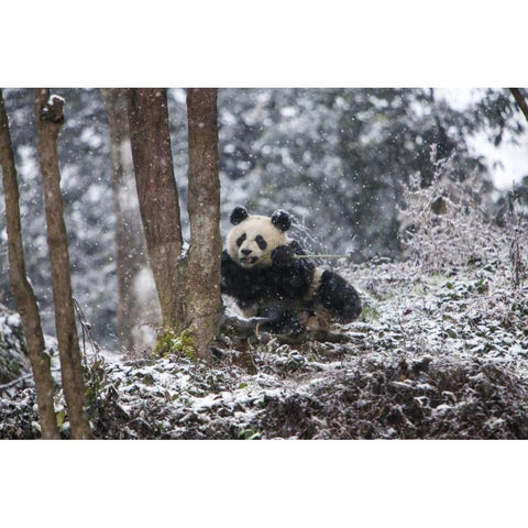 China Baby giant panda in snowfall Black Modern Wood Framed Art Print with Double Matting by Zuckerman, Jim