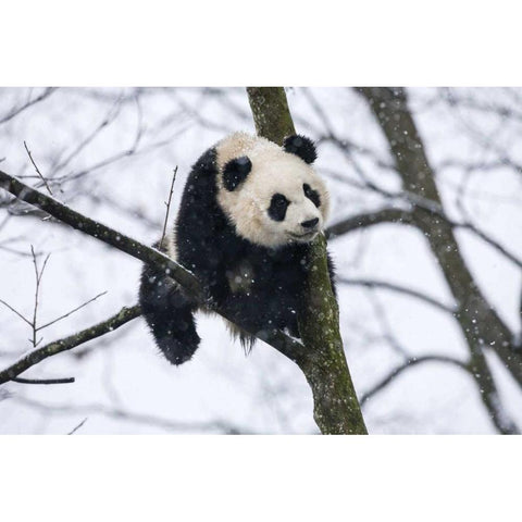 China, Chengdu Baby giant panda in tree Black Modern Wood Framed Art Print by Zuckerman, Jim