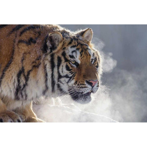 China, Harbin Siberian tiger portrait Gold Ornate Wood Framed Art Print with Double Matting by Zuckerman, Jim