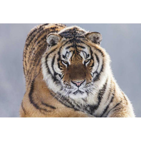 China, Harbin Siberian tiger in sub-zero weather Black Modern Wood Framed Art Print by Zuckerman, Jim