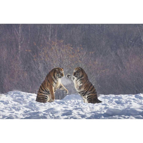 China, Harbin Sparing Siberian tigers Black Modern Wood Framed Art Print by Zuckerman, Jim