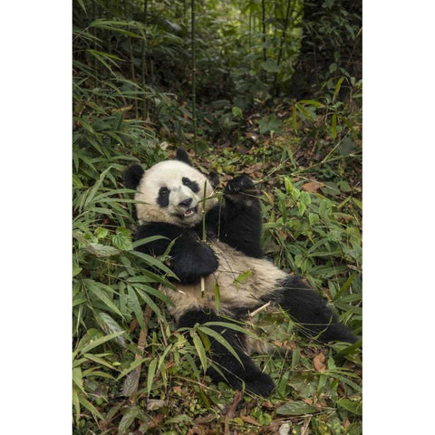 China, Chengdu Young giant panda eating Black Modern Wood Framed Art Print by Zuckerman, Jim