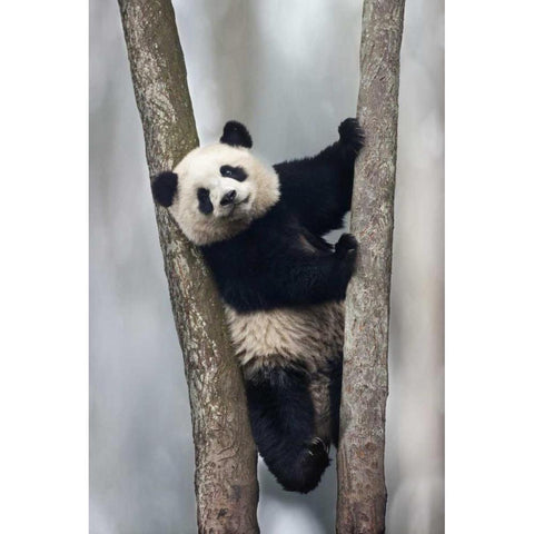 China, Chengdu Baby giant panda in tree White Modern Wood Framed Art Print by Zuckerman, Jim
