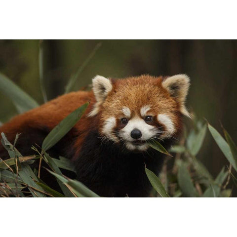 China, Chengdu Red or lesser panda eating Black Modern Wood Framed Art Print by Zuckerman, Jim