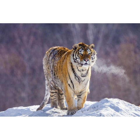 China, Harbin Siberian tiger in winter Gold Ornate Wood Framed Art Print with Double Matting by Zuckerman, Jim