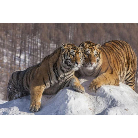 China, Harbin Affectionate Siberian tigers Black Modern Wood Framed Art Print by Zuckerman, Jim