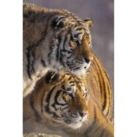 China, Harbin Affectionate Siberian tigers Black Modern Wood Framed Art Print by Zuckerman, Jim