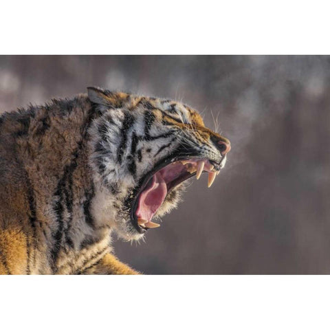 China, Harbin Siberian tiger yawning Black Modern Wood Framed Art Print by Zuckerman, Jim