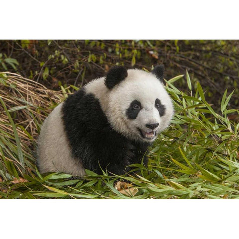 China, Chengdu Young giant panda White Modern Wood Framed Art Print by Zuckerman, Jim