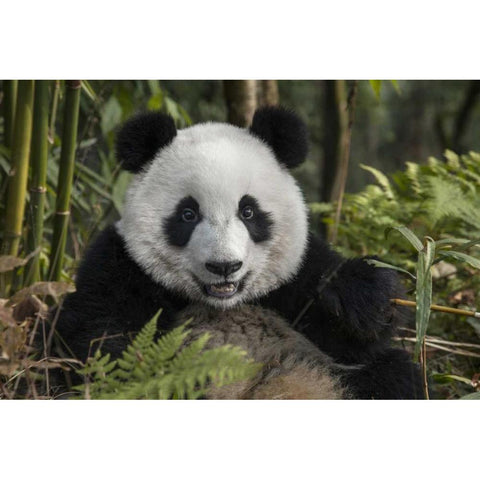 China, Chengdu Portrait of young giant panda White Modern Wood Framed Art Print by Zuckerman, Jim