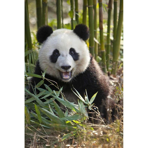 China, Chengdu Young giant panda Black Modern Wood Framed Art Print by Zuckerman, Jim