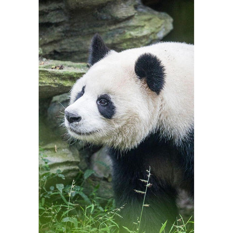Asia-China-Sichuan Province-Cheng Du-Giant Panda Black Modern Wood Framed Art Print by Looney, Hollice