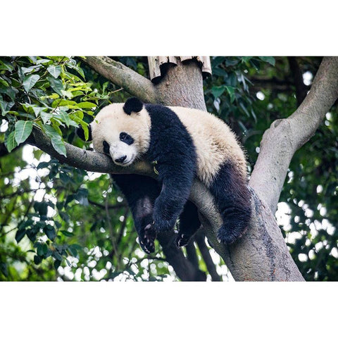 Asia-China-Sichuan Province-Cheng Du-Giant Panda Black Modern Wood Framed Art Print by Looney, Hollice