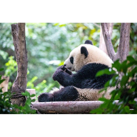 Asia-China-Sichuan Province-Cheng Du-Giant Panda Black Modern Wood Framed Art Print by Looney, Hollice